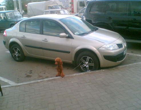 hund-an-reifen-angeleint